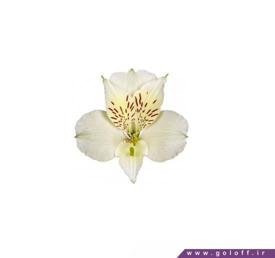 سفارش آنلاین گل آلسترومریا آسپن - Alstroemeria | گل آف